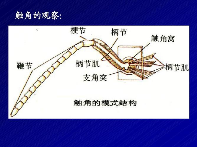 触角是什么意思（生物学中触角的定义和作用）