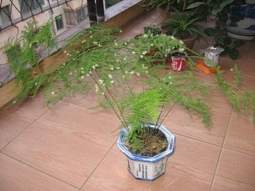 文竹开花寓意什么兆头（文竹开花了是怎么回事）