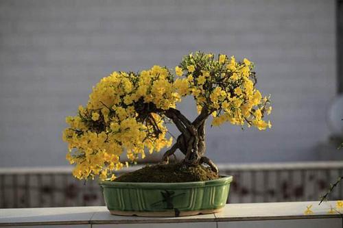迎春花的养殖方法和注意事项（迎春花种植养护详解及常见问题解答）