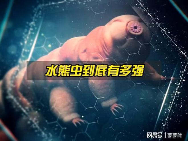 什么是水熊虫（水熊虫的特点及生态习性简介）