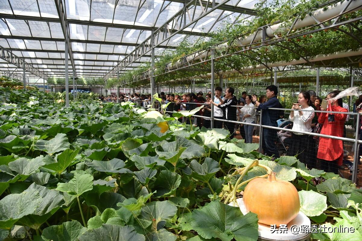 山东寿光蔬菜大棚基地（如何逆袭成世界四大蔬菜基地）