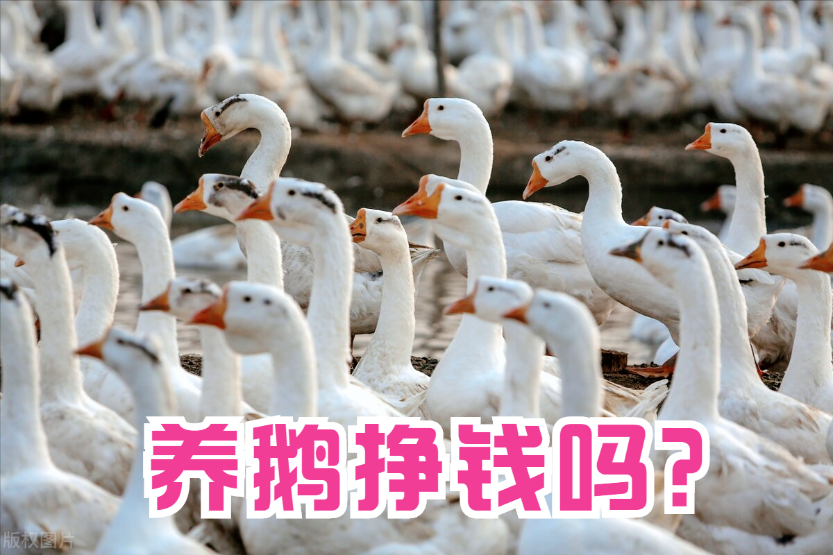 养鹅1000只投资多少钱（养一千只鹅的利润是多少）