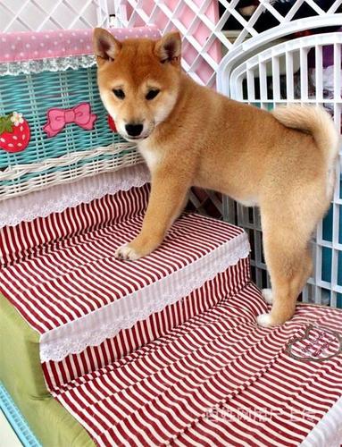 豆柴犬多少钱一只（了解豆柴犬的价格及市场行情）
