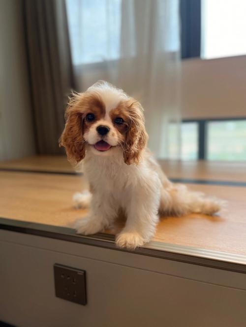 查理王小猎犬（探寻查理王小猎犬的魅力与特点）