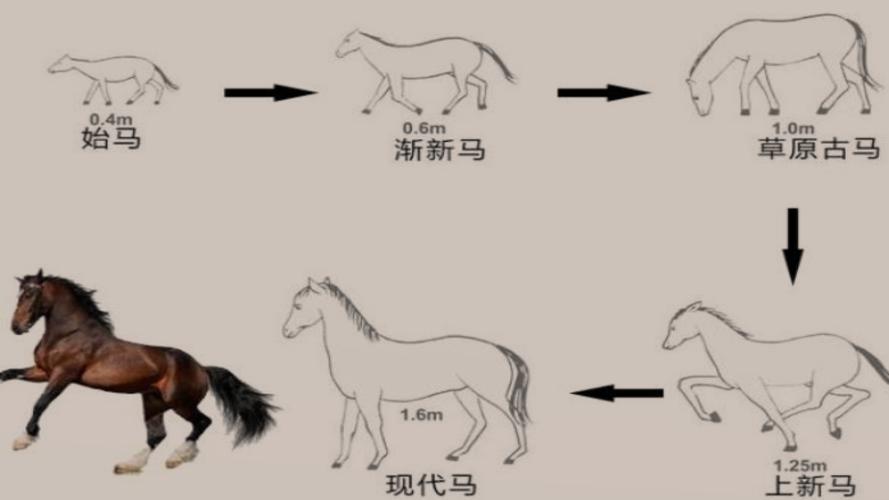 马一生认几个主人（马一生能认识几个主人）