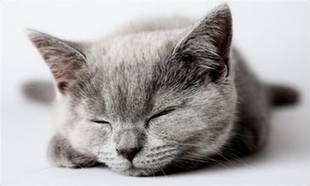 猫的寿命最长多少年（猫咪寿命达到多少年）