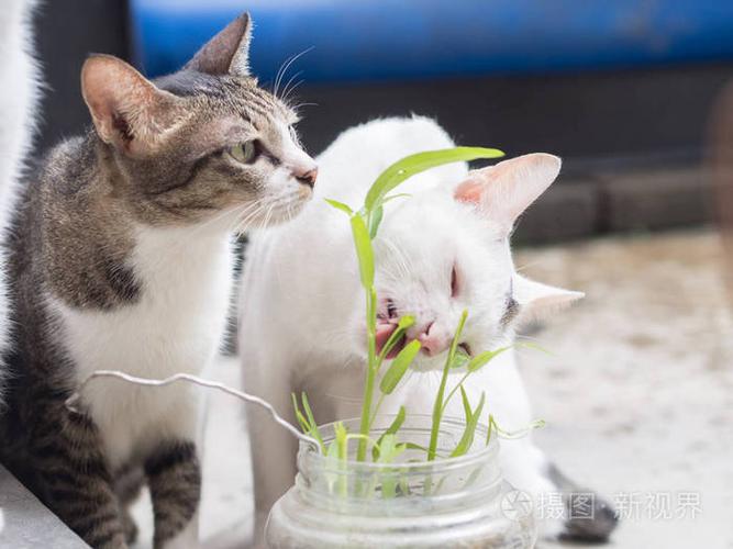 猫为什么吃草（猫咪吃草的原因和作用分析）