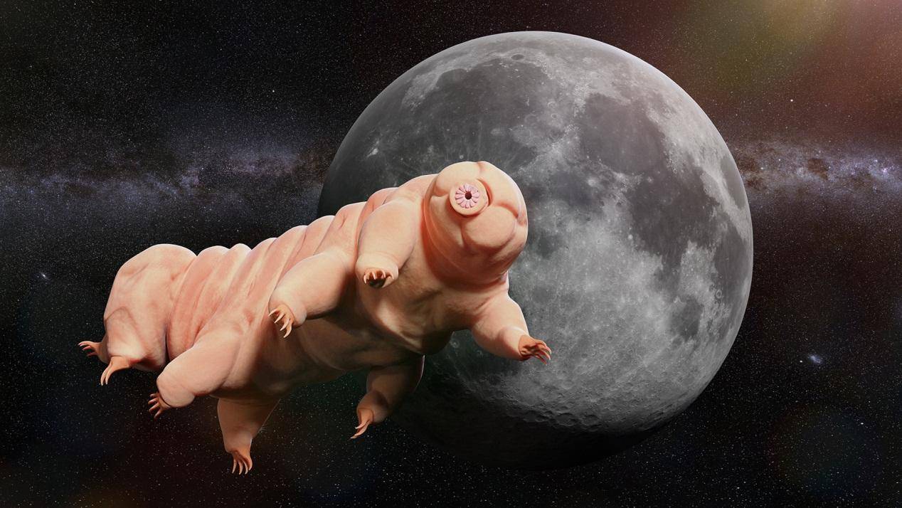 生物压力有哪些_世间生物压力_生物层面的压力源
