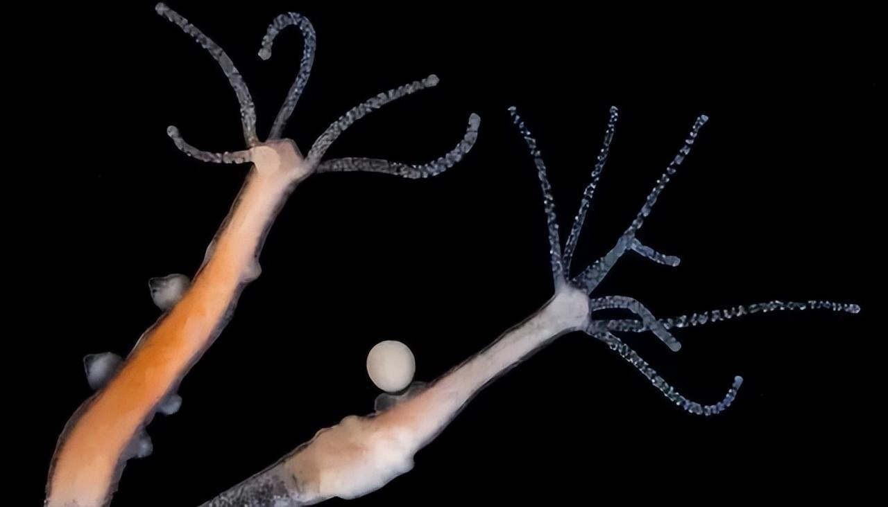 世间生物压力_生物压力有哪些_生物层面的压力源