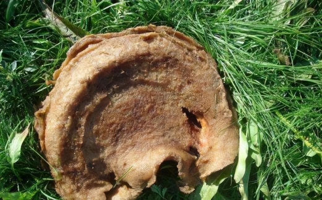 生物压力有哪些_生物层面的压力源_世间生物压力