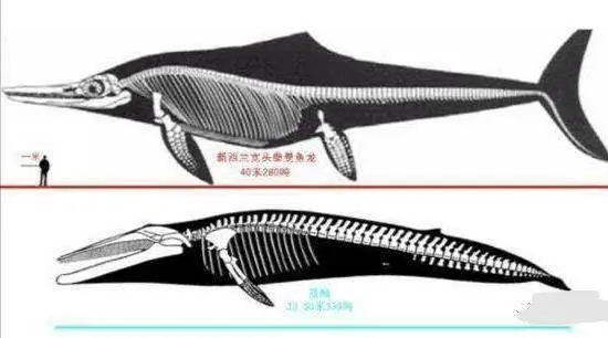 世间有蓝鲸的生物吗_蓝鲸是生物吗_世间生物蓝鲸有多少只
