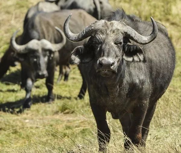 世界上的生物种类_世间上有多少种生物_世界上的生物一共有多少种