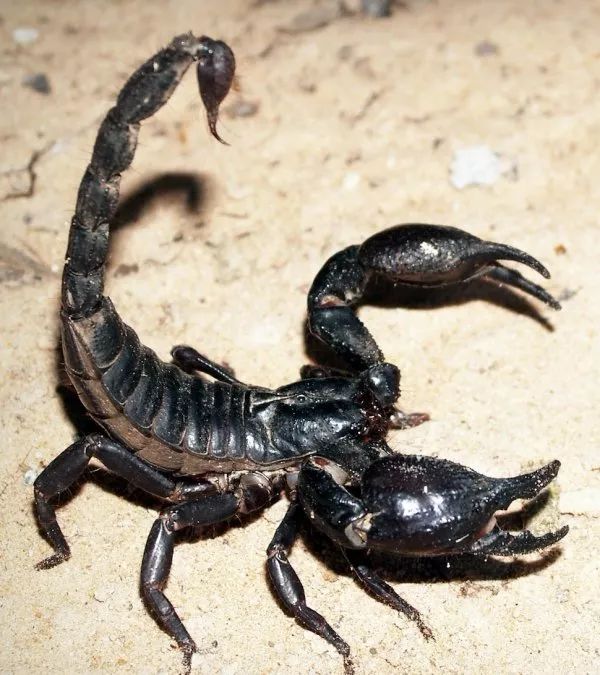 世界上的生物种类_世界上的生物一共有多少种_世间上有多少种生物