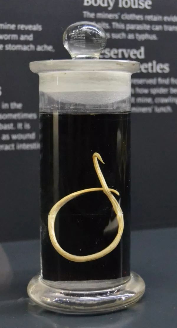 世界上的生物一共有多少种_世间上有多少种生物_世界上的生物种类