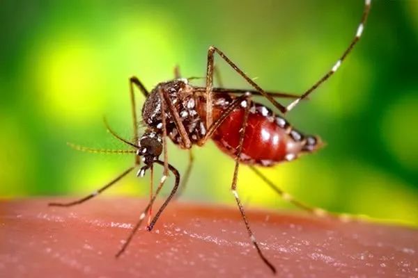世间上有多少种生物_世界上的生物种类_世界上的生物一共有多少种