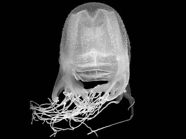 世间上有多少种生物_世界上的生物种类_世界上的生物一共有多少种