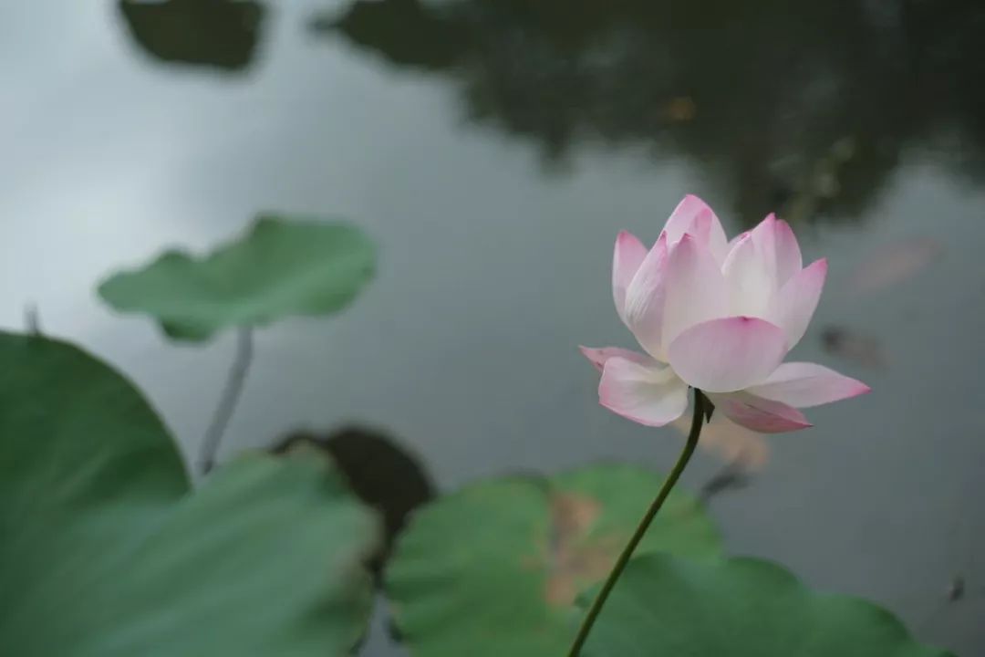 看淡生活的人_看淡生活的常态_看淡世间常态