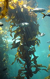 是藻类原生生物吗：你应该知道的 9 个事实