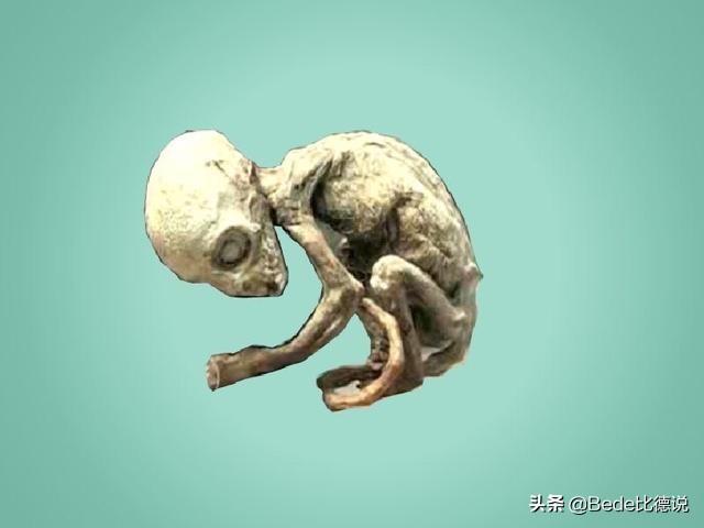 世间生物都是怎么形成的_世间的生物_世间生物皆有灵性