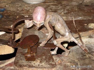 世间生物都是怎么形成的_世间的生物_世间生物皆有灵性