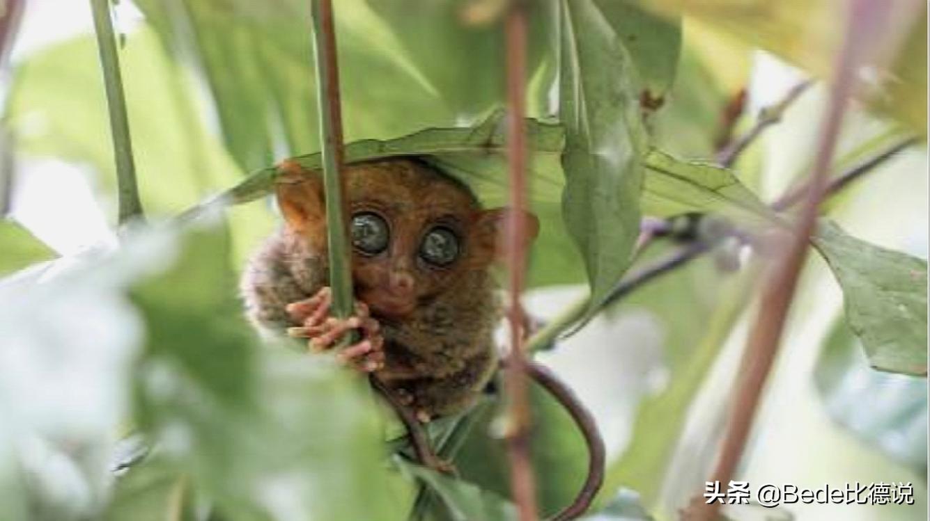 世间的生物_世间生物都是怎么形成的_世间生物皆有灵性