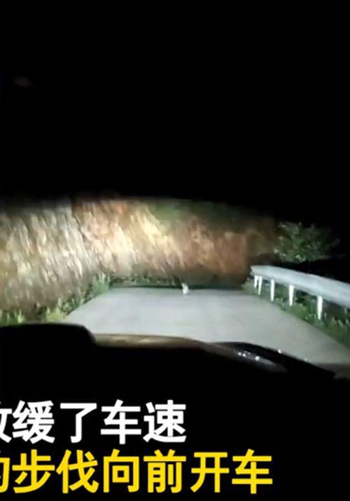 女子深夜开车偶遇兔子，一直挡在车前引路，随后：这是来报恩的吧