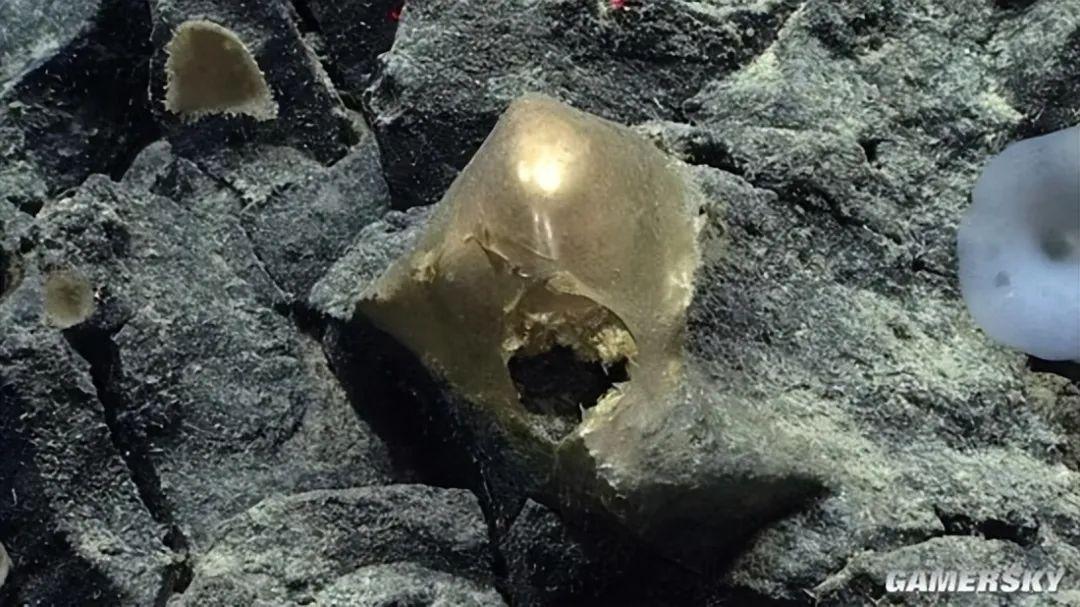 美科学家在海底发现神秘金色球状物体，或来自外星球？