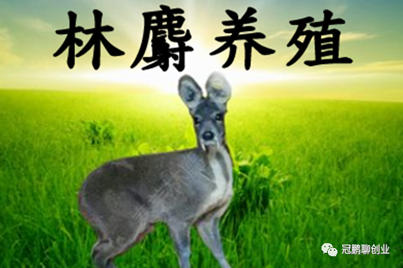 农村新型养殖业：林麝养殖的技术要点和优势，你知道多少适合你们哪里吗？很暴利的！
