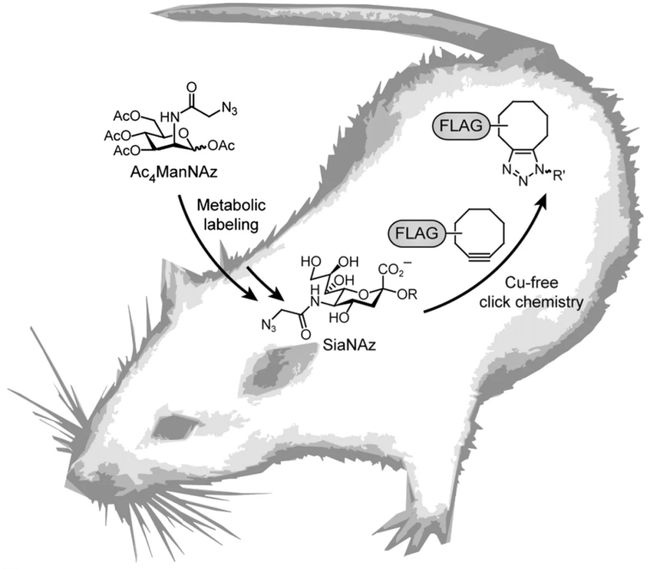 生物正交点击化学_生物正交化学反应_高中生物正交与反交的概念