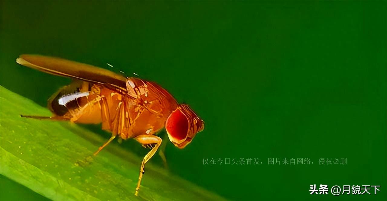 生物是什么和什么的科学_科学生物是什么_生物是科学的意思吗