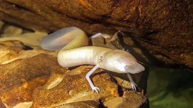有气态的生物吗_龙是气态生物_大气生物龙