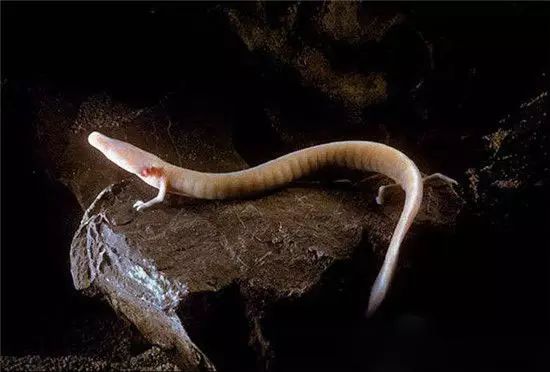 龙是气态生物_大气生物龙_有气态的生物吗