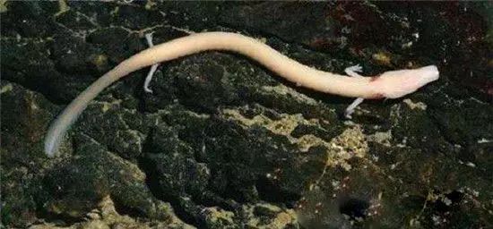 龙是气态生物_大气生物龙_有气态的生物吗