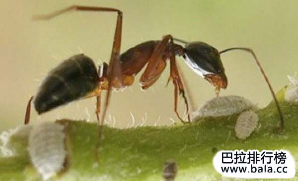 盘点防御力最强的前十动物：个个防御力满满