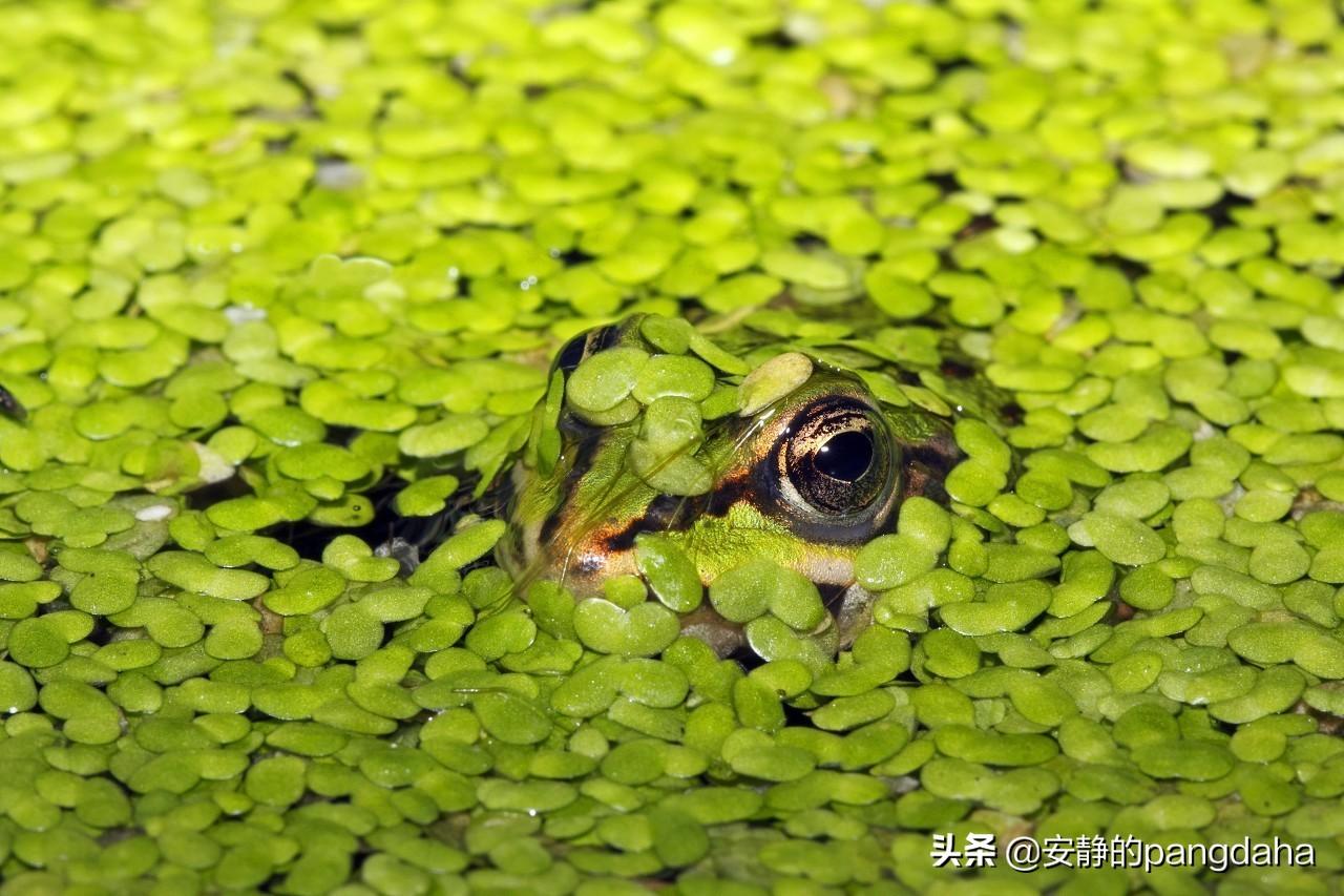 怪异海洋生物有哪些