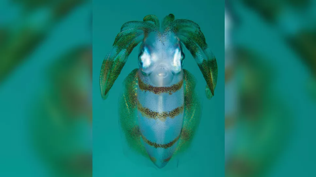 最奇特的海洋生物是什么？深海的角落奇特生物远超想象