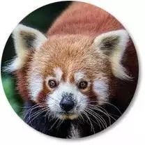 世间奇特生物_世界上最奇特的生物长什么样子_奇特世间生物有哪些