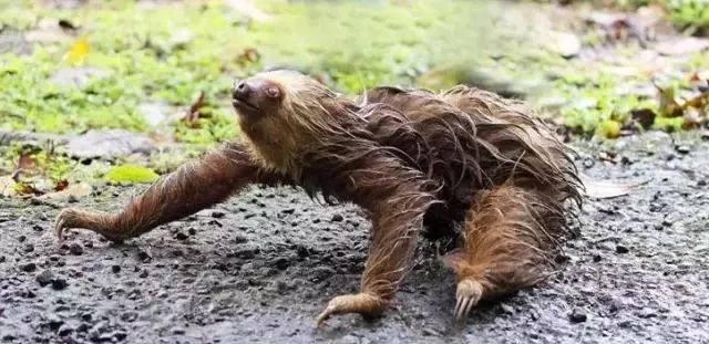 世间奇特生物_奇特世间生物有哪些_世界上最奇特的生物长什么样子