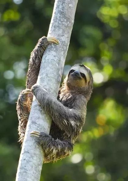 奇特世间生物有哪些_世界上最奇特的生物长什么样子_世间奇特生物