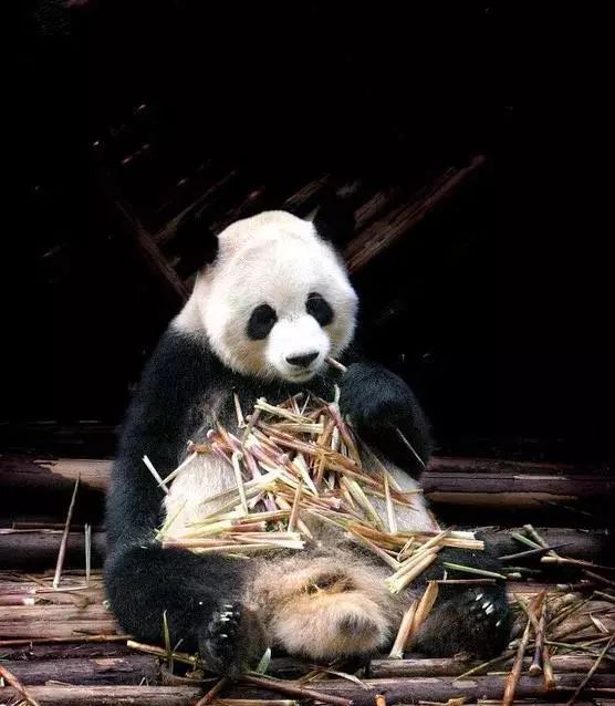 世间奇特生物_世界上最奇特的生物长什么样子_奇特世间生物有哪些