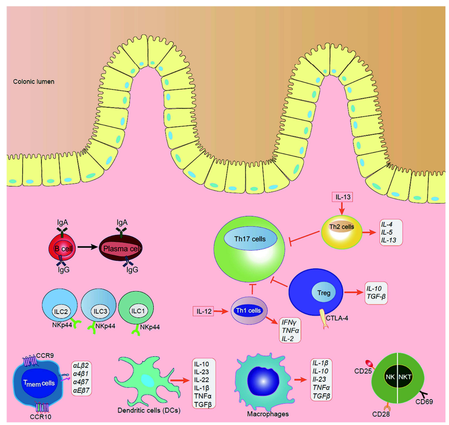 炎症性肠病（IBD）的分子机制和免疫治疗