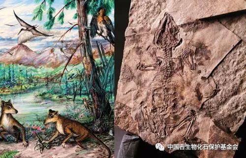 【史前生物历程】原始哺乳动物、多彩昆虫世界、花儿初开的地方