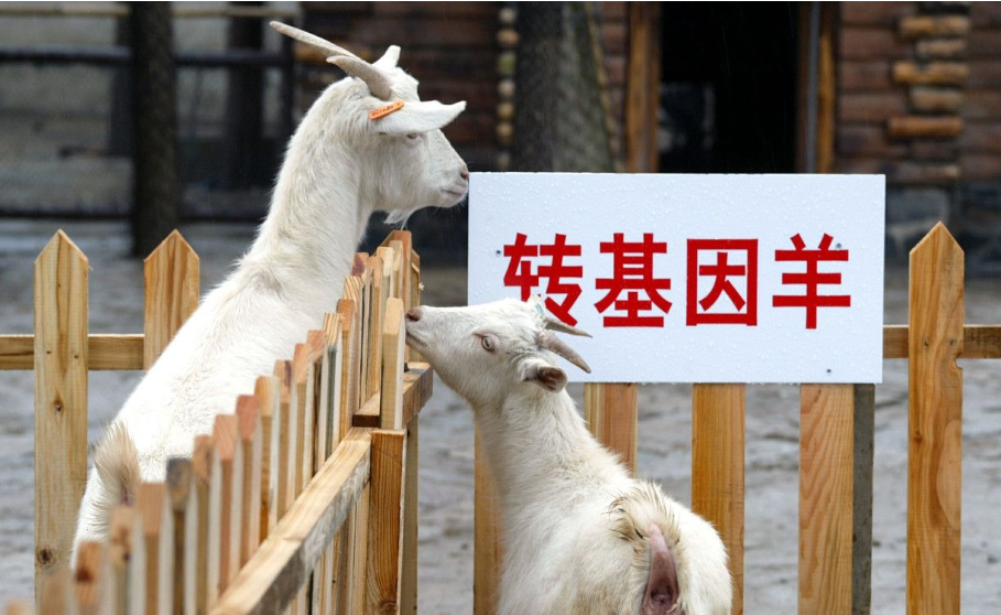 克隆羊生物是什么意思_克隆羊是不是生物_克隆羊生物是什么生物