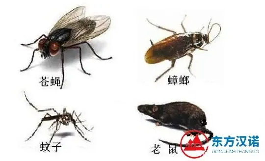 病媒生物防制是什么？具体该如何做？