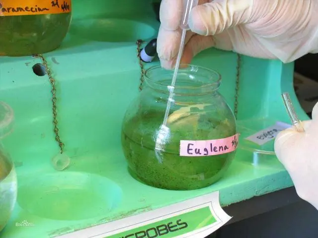 生活在水塘中的“眼虫”，究竟是动物还是植物？