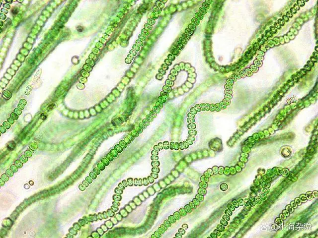 地球生物种上有多少种_地球上有几种生物_地球上生物物种