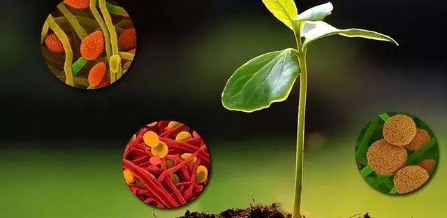 生物菌肥有机肥_一吨生物有机菌肥多少钱_生物有机肥的生物菌剂哪个好