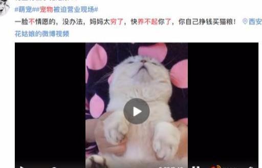 养小鸡兼职赚钱方法_小鸡怎么赚钱_小鸡赚钱的钱是真的吗
