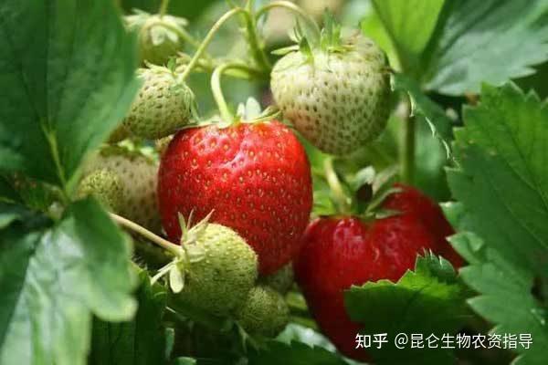 草莓重茬怎么处理？草莓重茬防病壮苗管理如何做？草莓重茬用什么肥料
