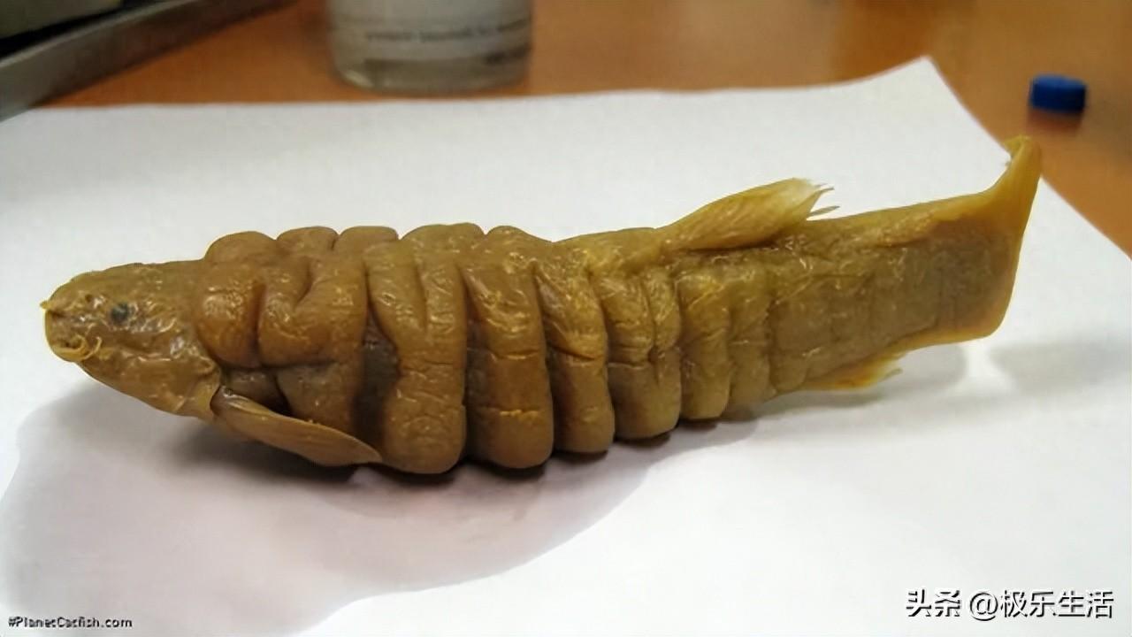 震撼，这30种罕见的生物竟然跟我们生活在同一个星球